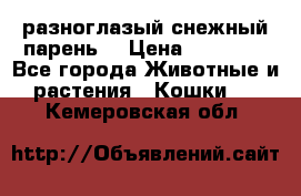 разноглазый снежный парень. › Цена ­ 10 000 - Все города Животные и растения » Кошки   . Кемеровская обл.